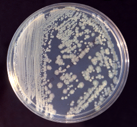 בקטריה - Enterobacter