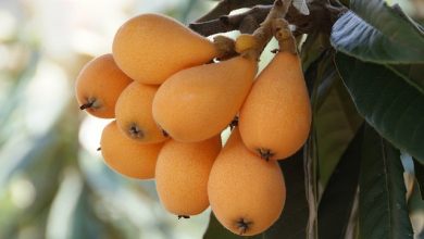 פירות שסק על העץ