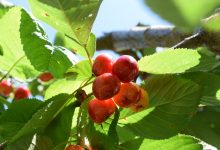 דובדבנים על עץ