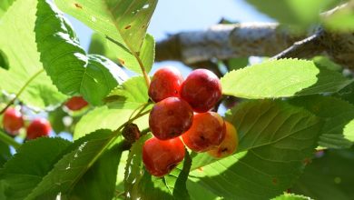 דובדבנים על עץ